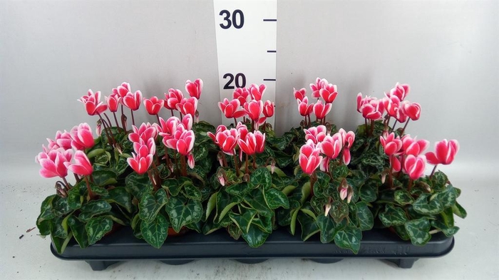 <h4>Cyclamen KL 'Metis Fant Artic Red'</h4>
