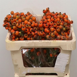Rose Fruttuosa Bs