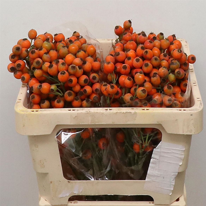 <h4>Rose Fruttuosa Bs</h4>
