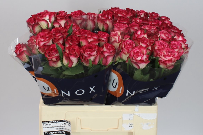 <h4>Rosa Gr Ducati</h4>
