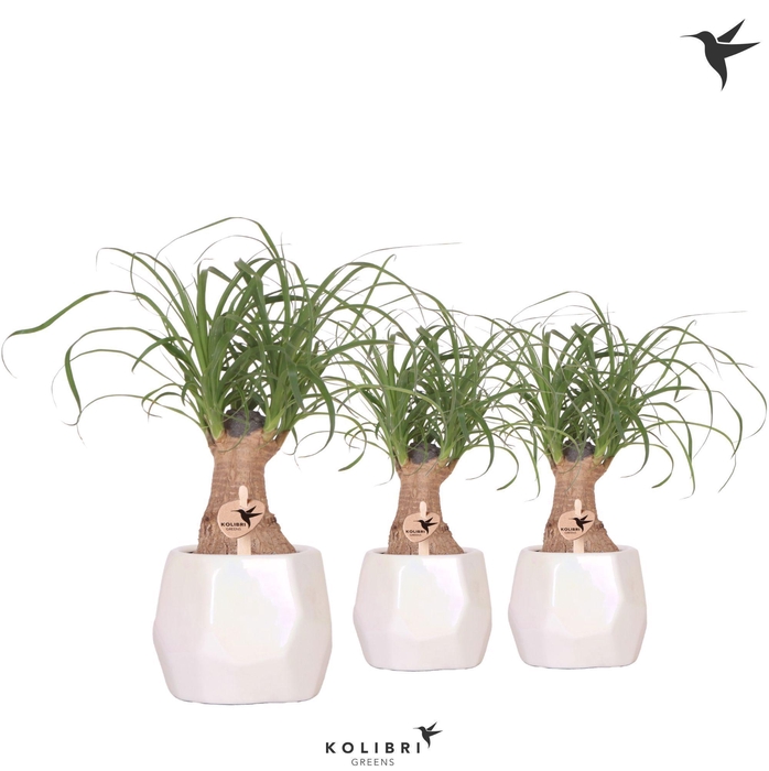 <h4>Kolibri Greens Beaucarnea in Pearl pot travertine</h4>