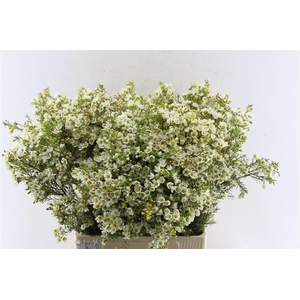 Chamelaucium Crystal Pearl White