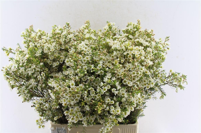 <h4>Chamelaucium Crystal Pearl White</h4>