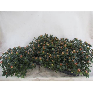 Azalia Fluostern 14Ø 25cm 35Ø