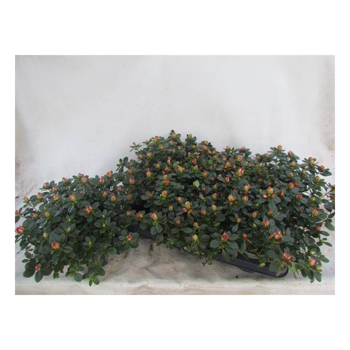 <h4>Azalia Fluostern 14Ø 25cm 35Ø</h4>