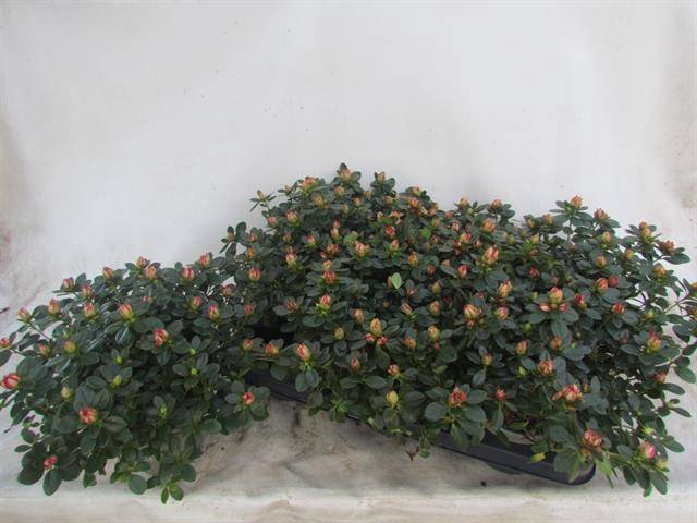 Azalia Fluostern 14Ø 25cm 35Ø