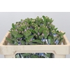Oxypetalum Tweedia Blue
