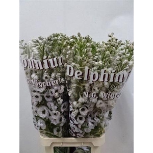 Delph Du Dewi Spijker