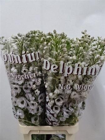 <h4>Delph Du Dewi Spijker</h4>