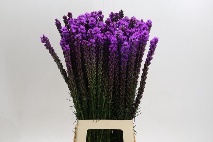 <h4>Liatris Callilepis</h4>