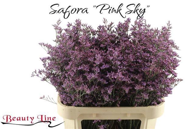 <h4>LIM PIUMA SKY</h4>