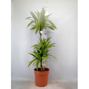 Dracaena fr de 'LemonLime'