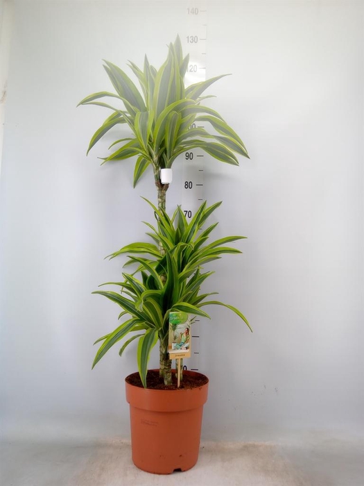 <h4>Dracaena fr de 'LemonLime'</h4>