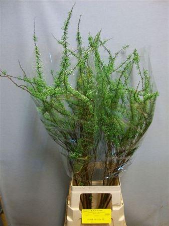 <h4>Spir C Grefsheim 90cm</h4>