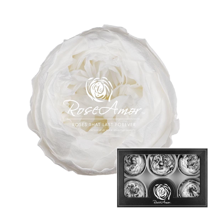 <h4>Niki Xl Whi01</h4>