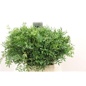 PISTACIA BLAD 45