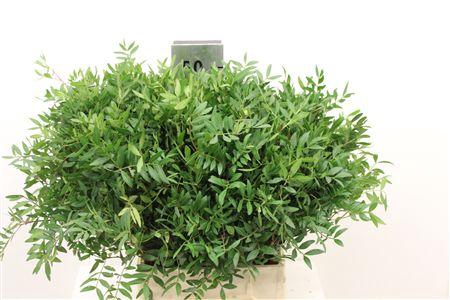 <h4>PISTACIA BLAD 45</h4>