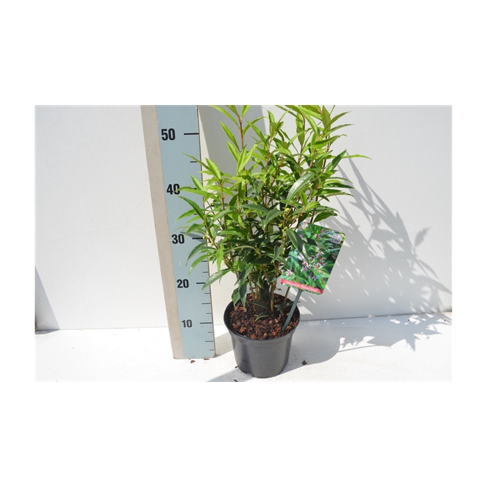 <h4>Sarcococca Hookeriana Purple Stem</h4>