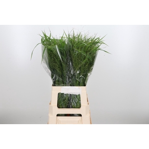 Panicum Fountain