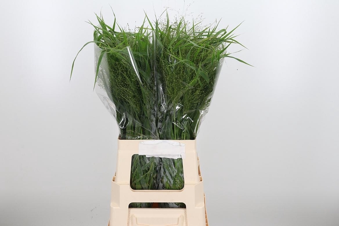 <h4>Panicum Fountain</h4>
