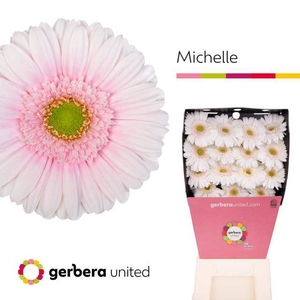Gerbera diamond michelle