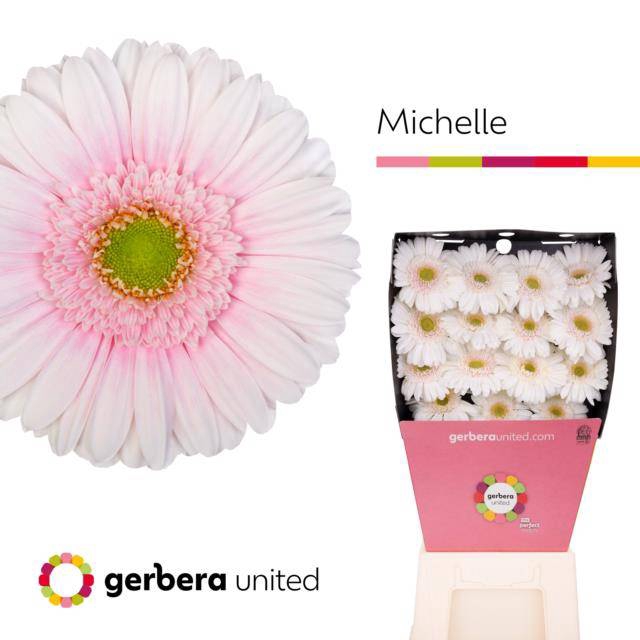 <h4>Gerbera diamond michelle</h4>