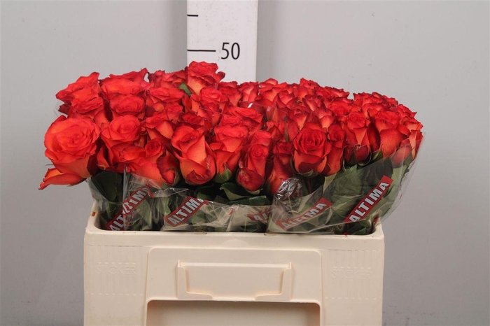 <h4>R Gr Meteor</h4>