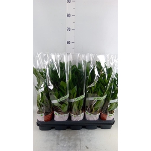 Zamioculcas zamiifolia