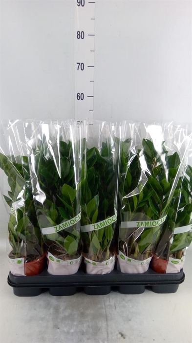 <h4>Zamioculcas zamiifolia</h4>