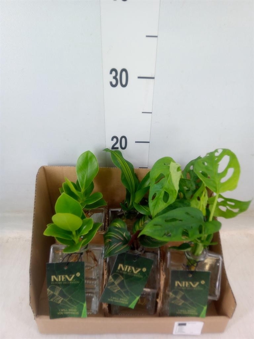 <h4>Planten  ..mix</h4>