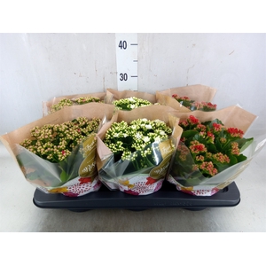 Kalanchoe blos. 'Rosalina'  ..mix 3