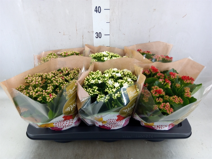 <h4>Kalanchoe blos. 'Rosalina'  ..mix 3</h4>