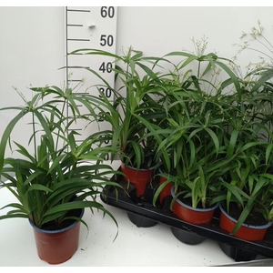 Cyperus Diffuses 14Ø 50cm