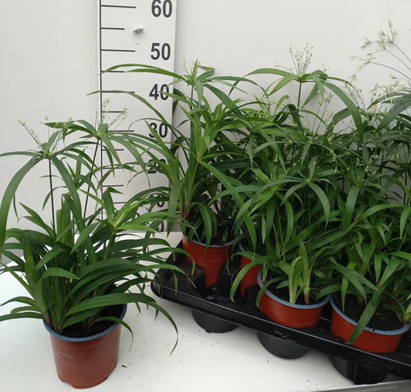 Cyperus Diffuses 14Ø 50cm