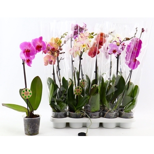PHAL GEM 7 KL