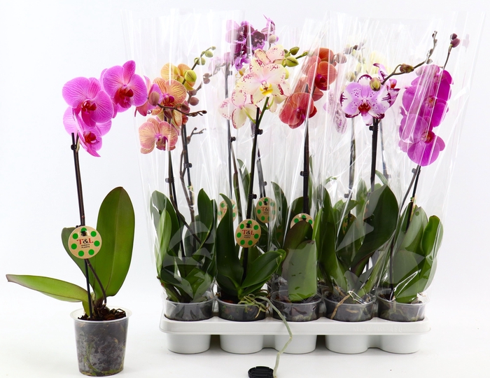 <h4>PHAL GEM 7 KL</h4>