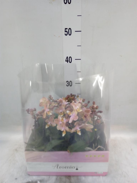<h4>Phalaenopsis multi.   ...orange</h4>