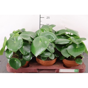 Peperomia 12 Cm. P. Polybotrya Raindrop