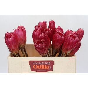 Protea Brenda NL