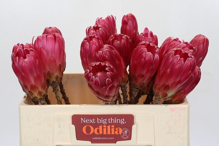 <h4>Protea Brenda NL</h4>