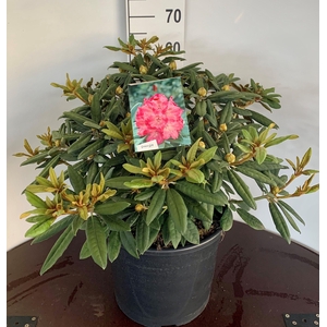 Rhodo. (Y) 'Hydon Hunter'