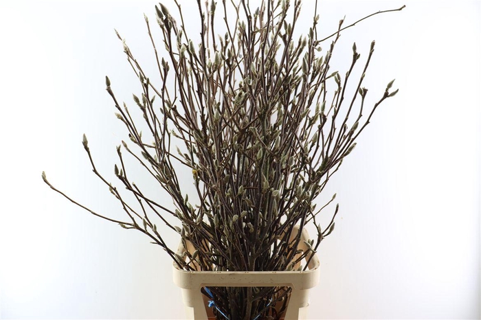 <h4>Magnolia Super P Bunch</h4>