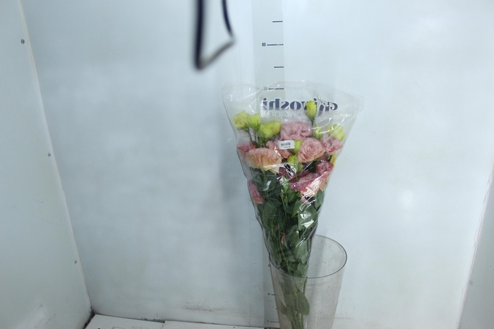 <h4>LISIANTHUS ARENA PINK 070 CM MIN 500 GRAMAS ROSA</h4>