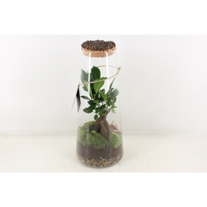 arr3 WR - Terrarium Triton large