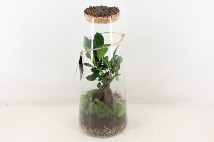 <h4>arr3 WR - Terrarium Triton large</h4>