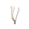 Syringa Branch Extra Masuda