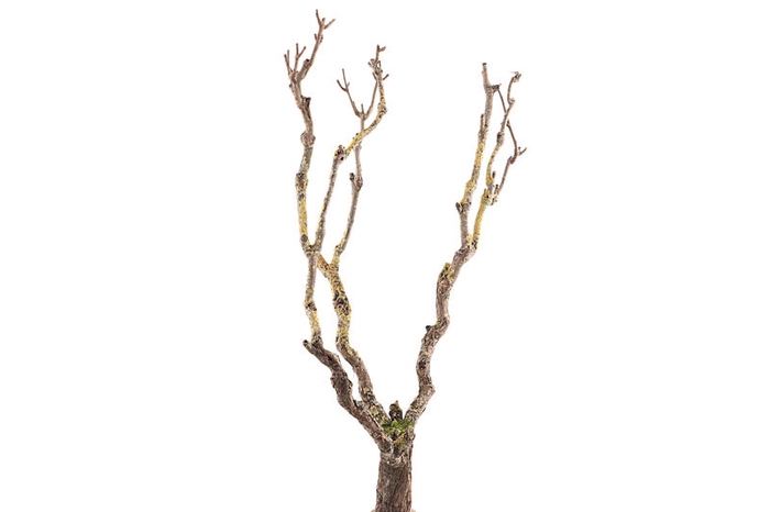 Syringa Branch Extra Masuda