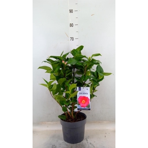 Camellia japonica 'Dr King'
