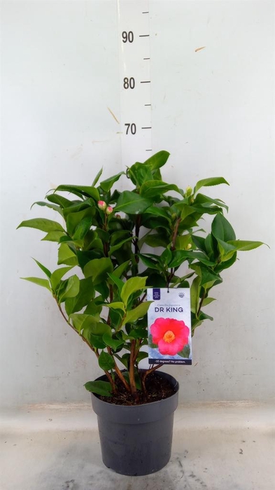 <h4>Camellia japonica 'Dr King'</h4>