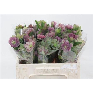 Hell Or Queens Db Purple